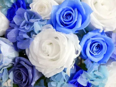 Купить 23 синие розы в крафте в Санкт-Петербурге