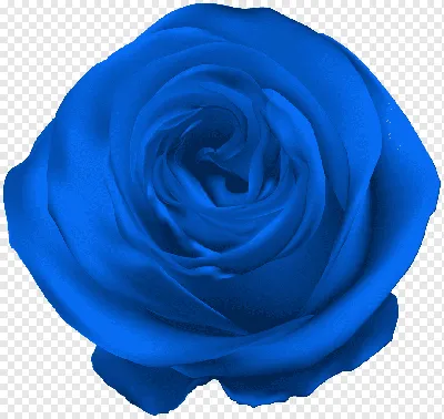 Голубые розы в природе - 62 фото