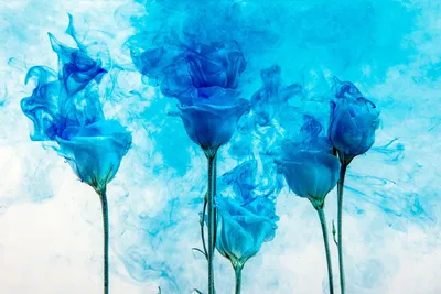 Голубые розы стоковое фото. изображение насчитывающей конспектов - 29271894