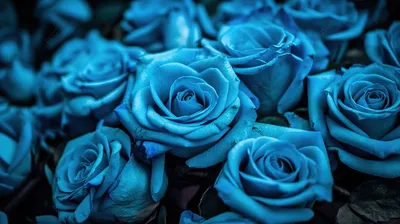 Голубые розы цветы - 59 фото