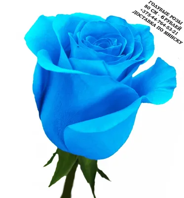 букет синих роз покрытых темным светом, синие розы и лепестки, Hd  фотография фото, Роза фон картинки и Фото для бесплатной загрузки