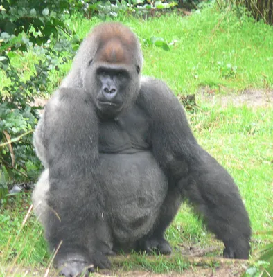 Картинки гориллы фотографии