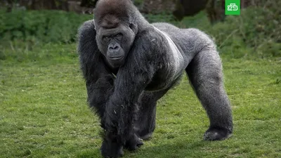 Картинки на тему #горилла - в Шедевруме