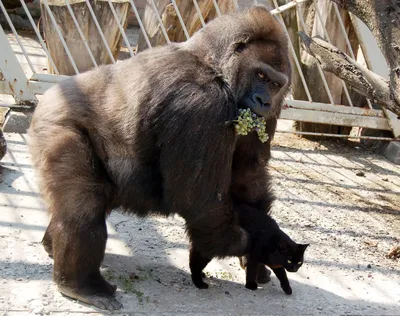 Часть генома гориллы ближе к человеку, чем к шимпанзе, выяснили ученые -  РИА Новости, 07.03.2012