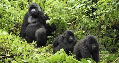 Горилла западной низменности - Silverback Стоковое Фото - изображение  насчитывающей апертур, гориллы: 102625208