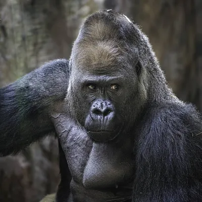 Самец гориллы оказался отличной моделью (4 фото) » Невседома
