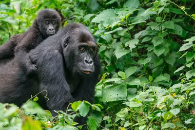 Западная равнинная горилла im Zoo Rostock erleben