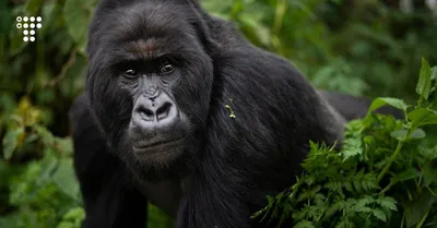 Что едят гориллы? | PawPrints TV | Дзен