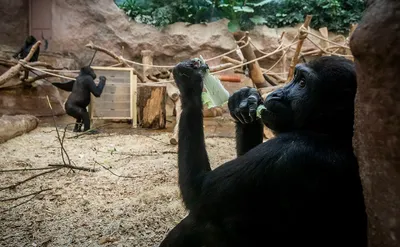 Лысая горилла (42 фото) | Кинг-конг, Милые щенки, Обезьяна