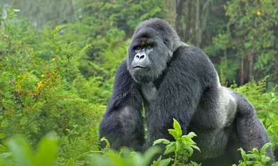 20,339 горилла стоковые фото – бесплатные и стоковые фото RF от Dreamstime