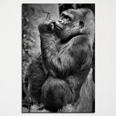 В столичном зоопарке горилла-долгожитель Тони отмечает день рождения, -  ФОТО | Новости