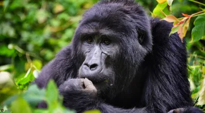Ученые установили, что генетически человек почти неотличим от гориллы -  Российская газета