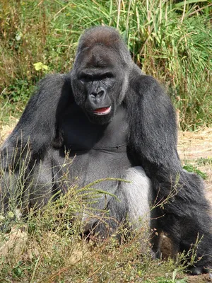 В Конго из-за войны могут полностью исчезнуть гориллы