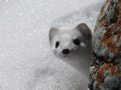 Горностай (лат. Mustela erminea), фотографии горностая