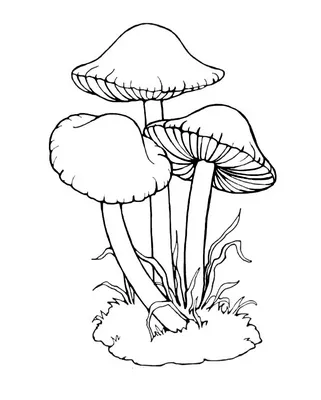 раскраски для детей с грибами