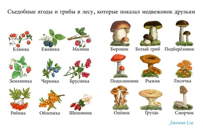 Что и как собирать в лесу? Секреты ягодников для детей и родителей | СЕМЬЯ.  ОБРАЗОВАНИЕ. ТРАДИЦИИ | Дзен