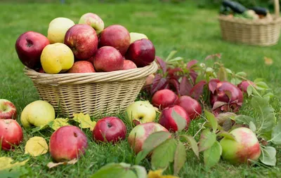 Яблоки в корзине на таблице в саде Стоковое Фото - изображение  насчитывающей зеленый, аппликатора: 27193654