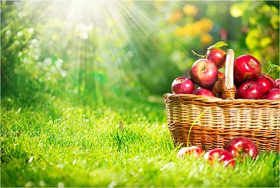 Яблоки в корзинке, осень, сад, …» — создано в Шедевруме