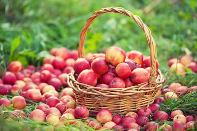 Зеленые яблоки в корзине Wattle Стоковое Фото - изображение насчитывающей  плодоовощи, корзины: 212332320