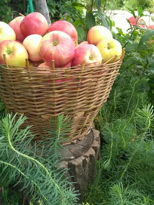 Корзина с яблоками и цветами - 60 фото