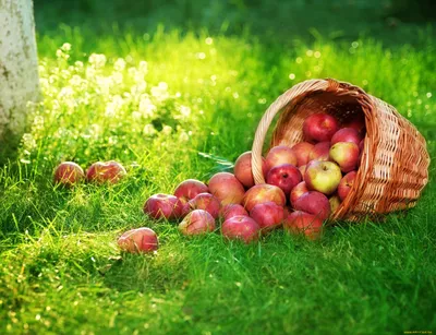 Сочные яблоки в корзине на столе на естественном фоне :: Стоковая  фотография :: Pixel-Shot Studio