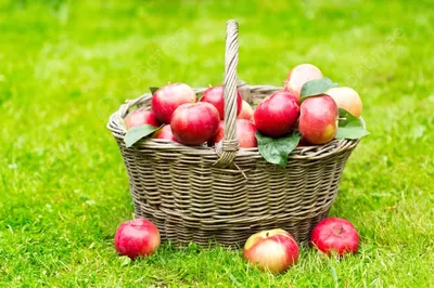 КорзинкаКрасных яблок — ❤ Доставка цветов в Ярославле
