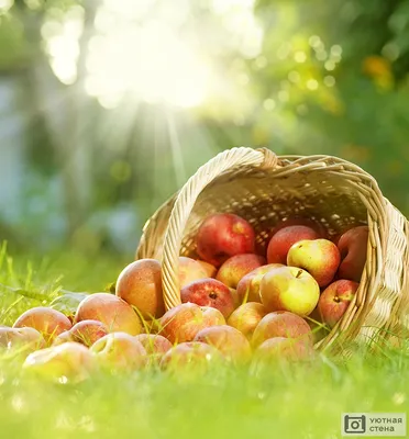 Зеленые яблоки в корзинке с цветами - Ozero - российский фотосток