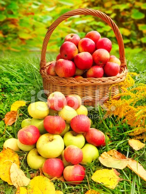 Красные яблоки в корзине стоковое фото ©5seconds 63086949