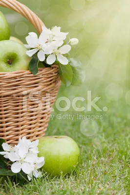 осенняя фотосессия, девушка с яблоками, корзинка, черная шляпа, идея для  фото осенью | Осенний пикник, Яблоки, Пикник