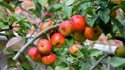 Полезны ли яблоки? Экспертное мнение от Роскачества