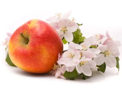 Урожай яблок: радость и огорчение дачника. | Ленивая дача | Дзен