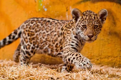 изображения на животных ягуар джунглей амазонки, обои 4к, картинка ягуара,  ягуар фон картинки и Фото для бесплатной загрузки