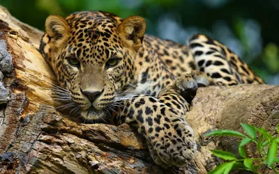 Жизнь ягуара: как проводит время охотник-одиночка | Пикабу