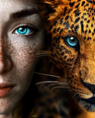 Фронтальный Вид Ягуара (Panthera Onca) Фотография, картинки, изображения и  сток-фотография без роялти. Image 34383914