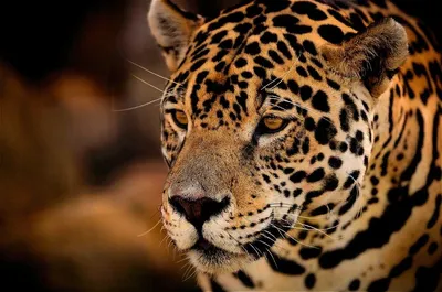 Ягуар и леопард. В чём разница? | Пикабу