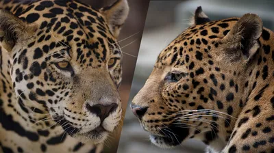 Ягуара — стоковые фотографии и другие картинки Без людей - Без людей,  Вертикальный, Влажный тропический лес - iStock