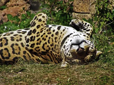 Как отличить Леопарда от Ягуара и Гепарда - YouTube