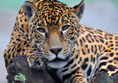 В чем разница между ягуаром и леопардом. И кого стоит бояться больше? |  Заметки о животных | Дзен