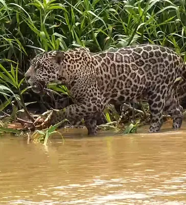 Возвращение ягуара для восстановления дикой природы Америки