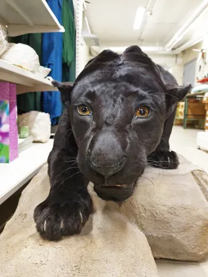 Портрет котёнка ягуара | Пикабу
