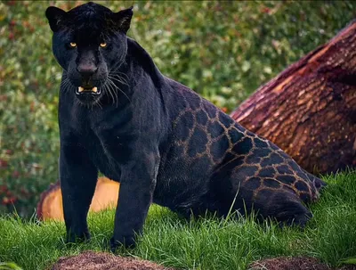Тактико-технические, этологические и экологические различия между ягуаром и  леопардом