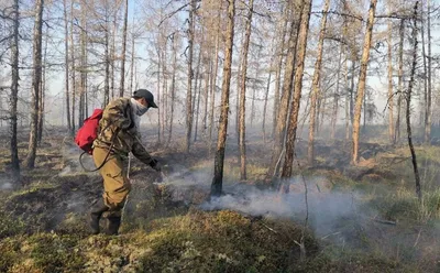Правительство Якутии ввело режим ЧС из-за лесных пожаров — РБК
