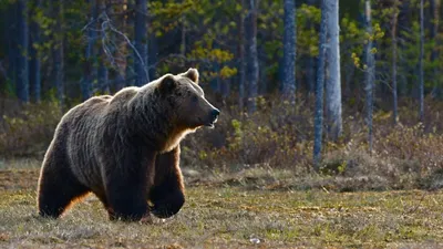 Пострадавшие от медведя в Якутии рабочие в стабильном состоянии -  Информационный портал Yk24/Як24
