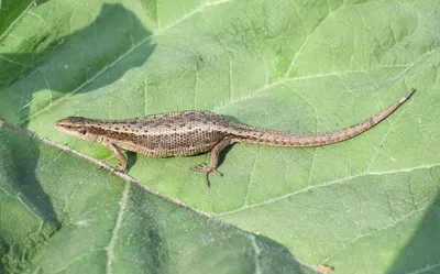 Прыткая ящерица – Lacerta agilis (Linnaeus, 1758) « Красная книга Томской  области | ОГБУ \"Облкомприрода\"