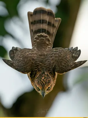 Портрет Красоты Ястреба, Переменчивый Hawk Eagle С Копией Пространства  Фотография, картинки, изображения и сток-фотография без роялти. Image  59133478