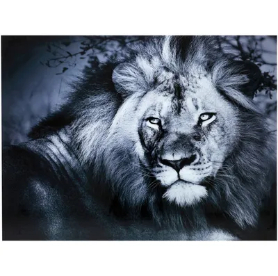Король лев животных стоковое изображение. изображение насчитывающей джунгли  - 185934347