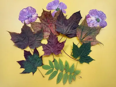 Поделки из листьев (112 фото): легкие мастер-классы для детей и начинающих  из природного осеннего материала в школу и сад