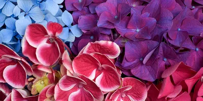 Цветы: Букет полевых цветов из холодного фарфора в интернет-магазине  Ярмарка Мастеров по цене 10000 ₽ – SS7LWRU | Цветы, Тбилисская - доставка  по России