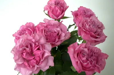 Заказать Красно-розовый букет цветов с перьями с доставкой в Москве