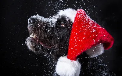 Собаки Новый Год - Бесплатное фото на Pixabay - Pixabay